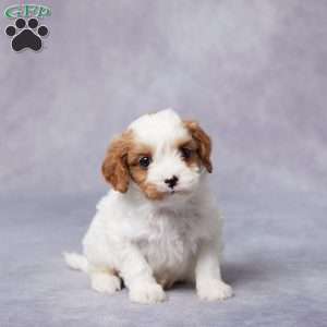 Sal, Cavapoo Puppy